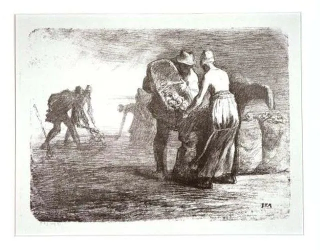 Potato harvest