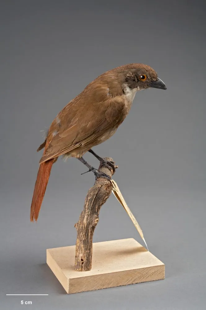 North Island Piopio, Turnagra tanagra