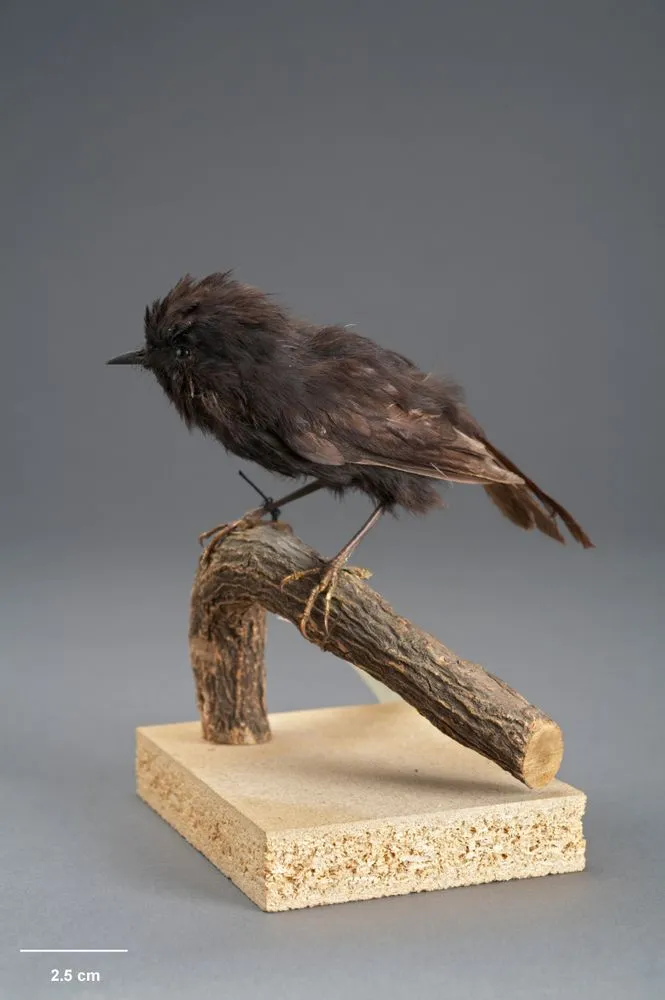 Karure, Petroica traversi