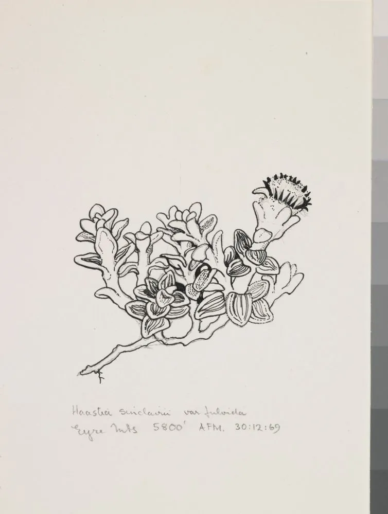 Asteraceae - Haastia sinclairii var. fulvida