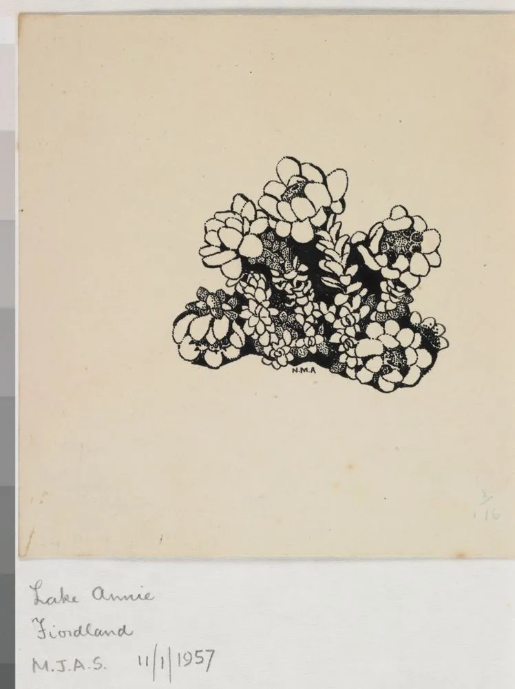 Asteraceae - Leucogenes grandiceps