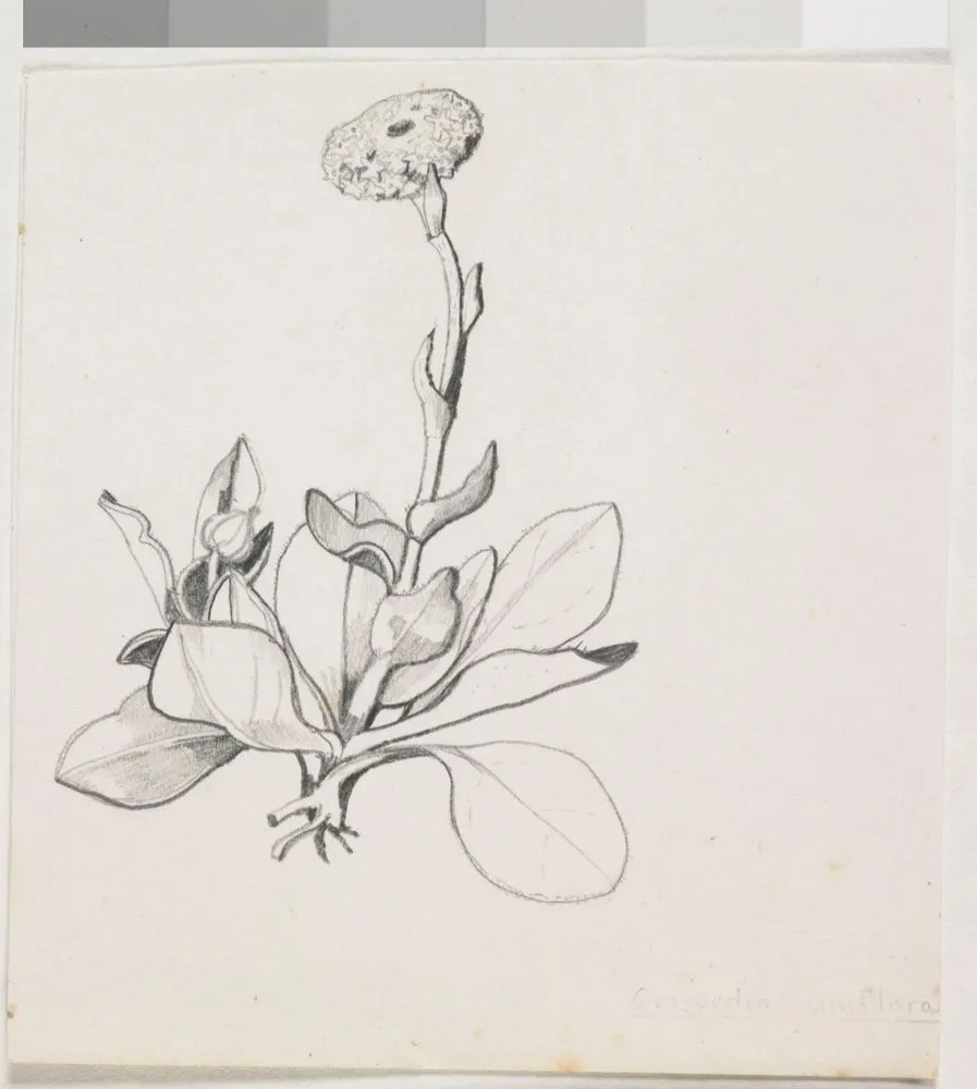 Asteraceae - Craspedia uniflora