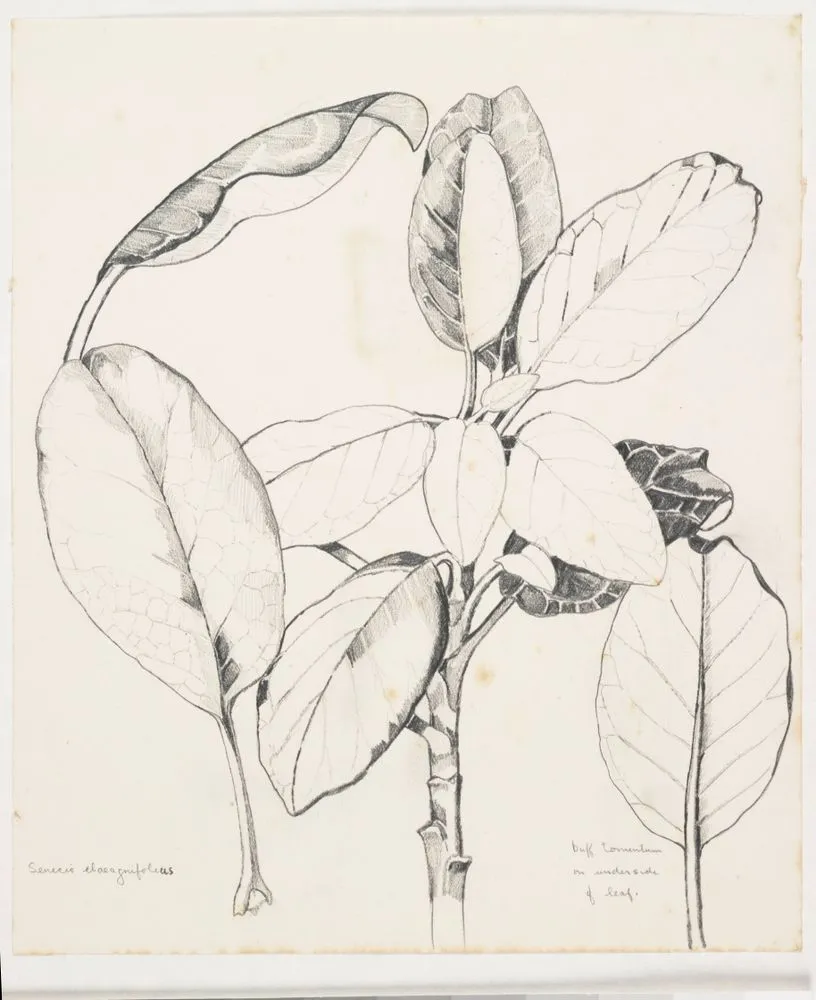 Asteraceae - Senecio elaeagnifolius
