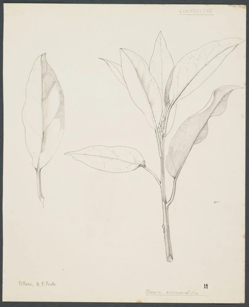Asteraceae - Olearia avicenniifolia