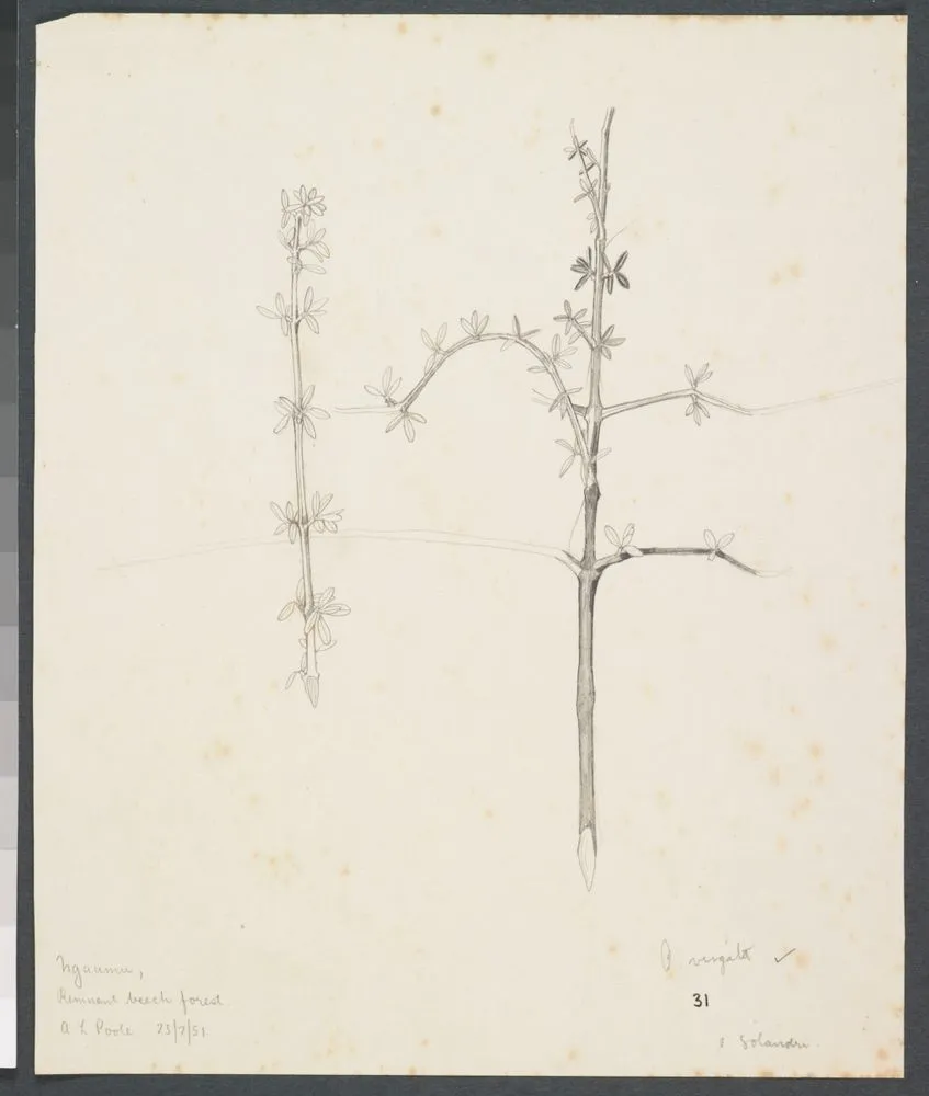 Asteraceae - Olearia virgata