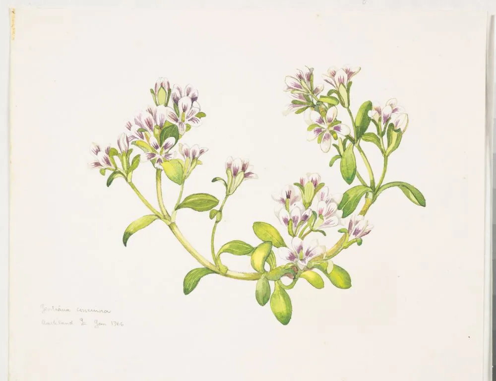 Gentianaceae - Gentiana concinna