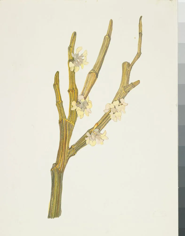 Fabaceae - Corallospartium