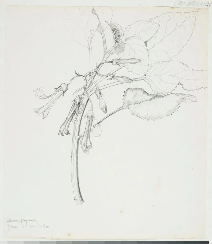 Campanulaceae - Colensoa physaloides