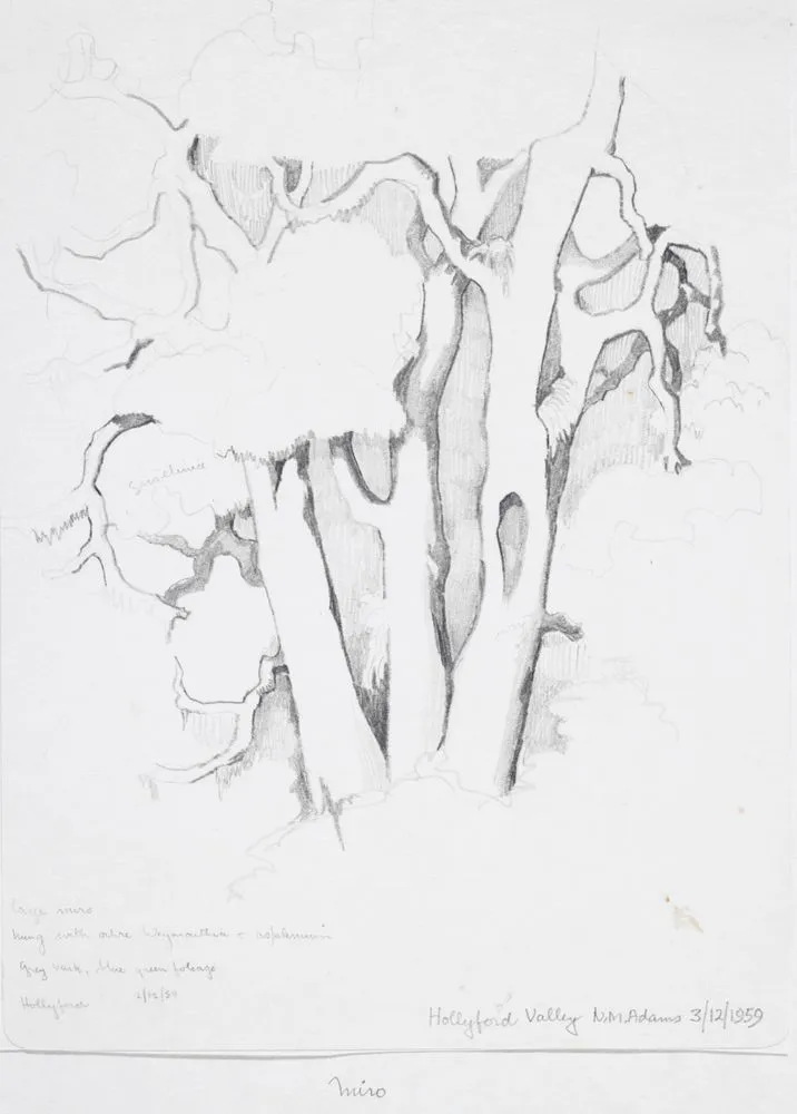 Podocarpaceae - Prumnopitys ferruginea