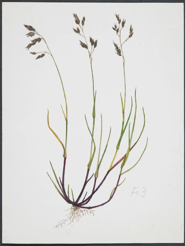 Poaceae - Hierochloe alpina