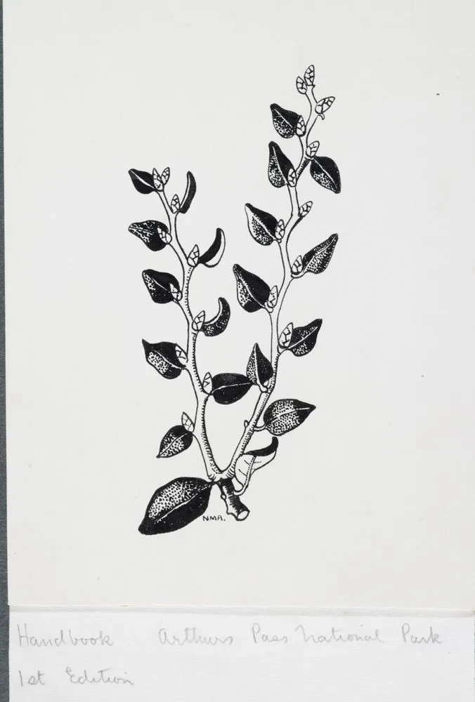 Nothofagaceae - Nothofagus solandri var. cliffortioides