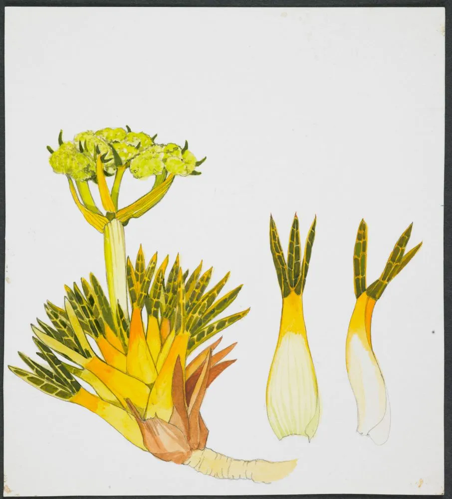 Apiaceae - Aciphylla dobsonii