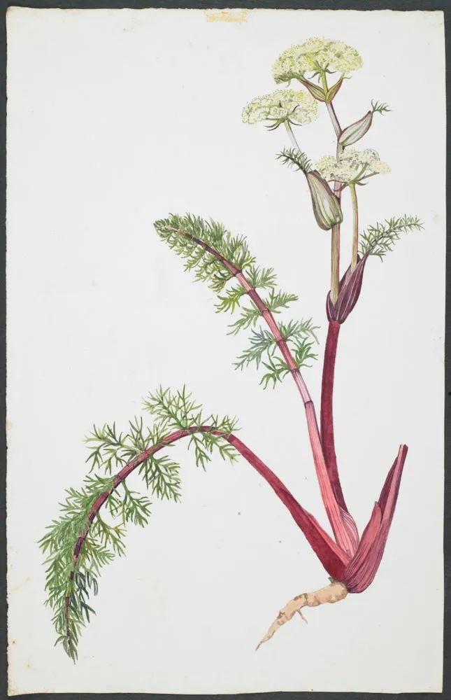 Apiaceae - Anisotome haastii