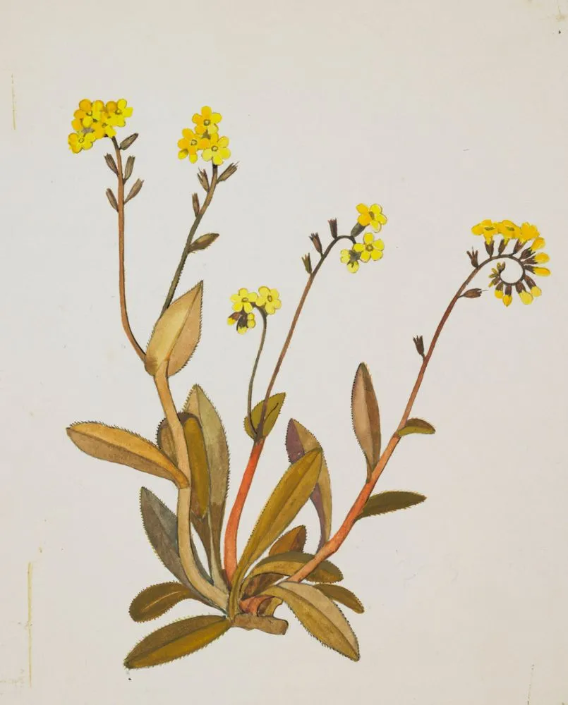 Boraginaceae - Myosotis australis