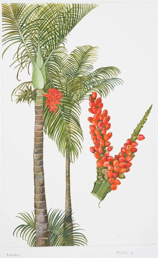Watercolour illustration of nikau (Rhopalostylis sapida), Plate 2 in 'New Zealand Native Trees 2'.
