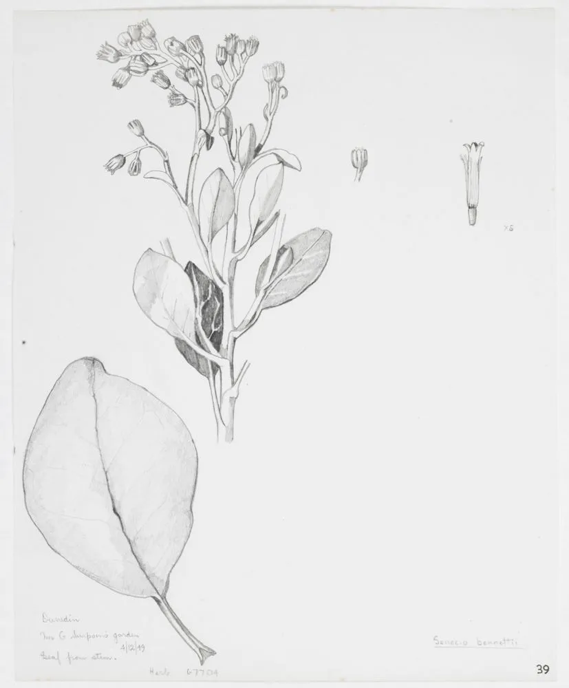 Asteraceae - Senecio bennettii