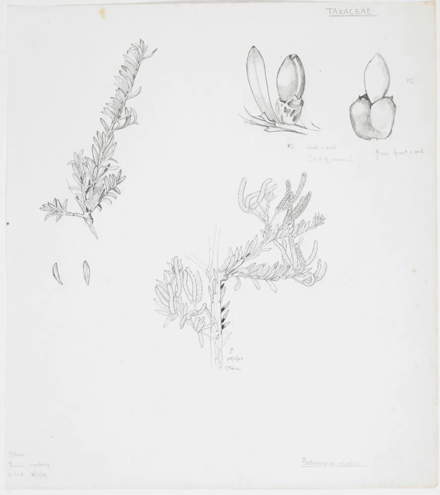 Podocarpaceae - Podocarpus nivalis