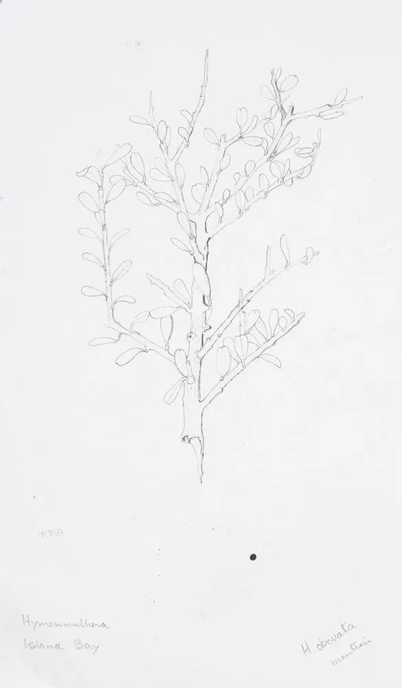 Violaceae - Hymenanthera obovata