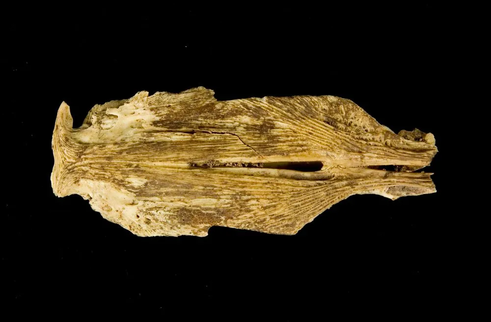 Fish head fragment