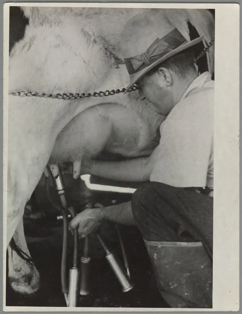 Cow milking, Waipukurau farm