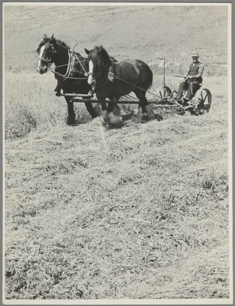 Man and plough horses at work in field, Waipukurau