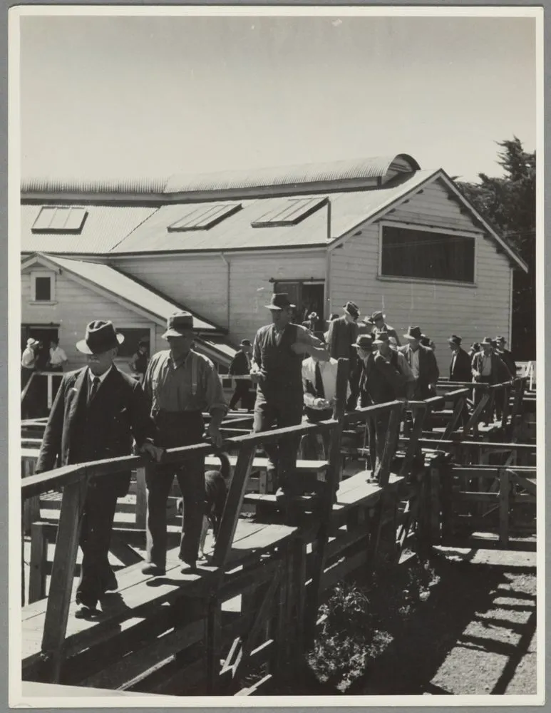 Stockyards, Hawkes Bay