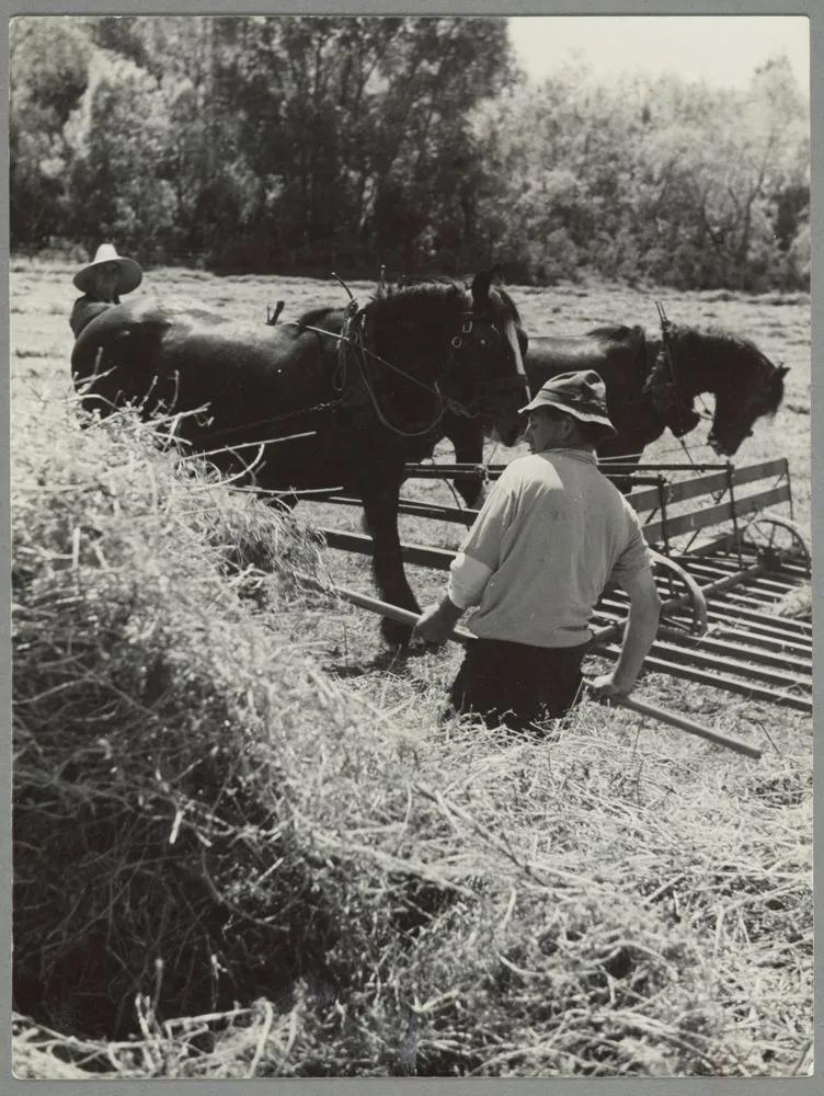 Horse operated sweep bringing in load of lucerne hay, Pukeora farm, Waipukurau