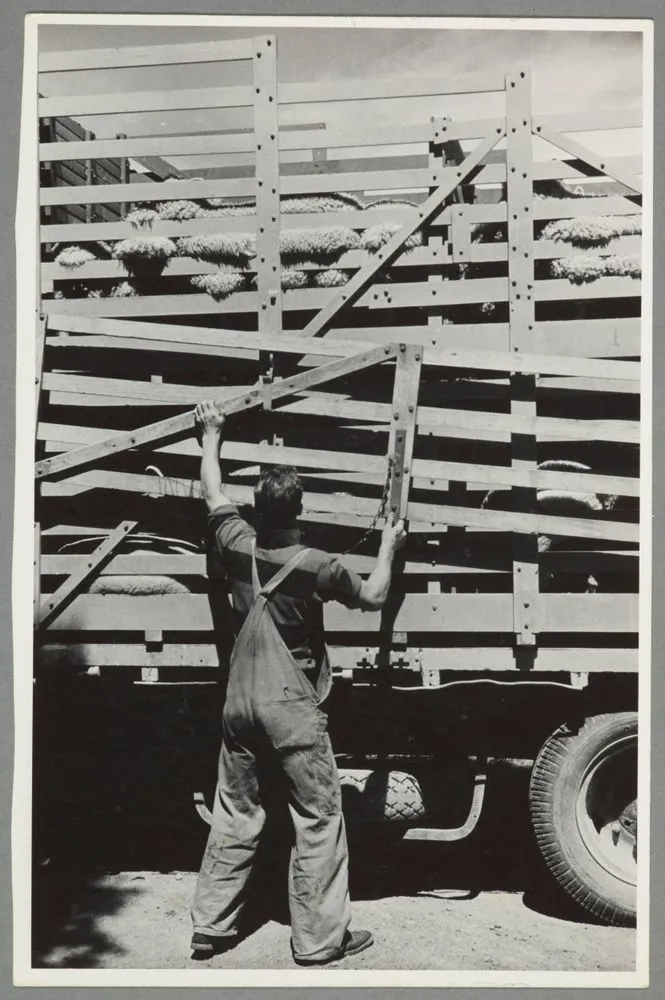 Sheep cattle truck, Waipukurau