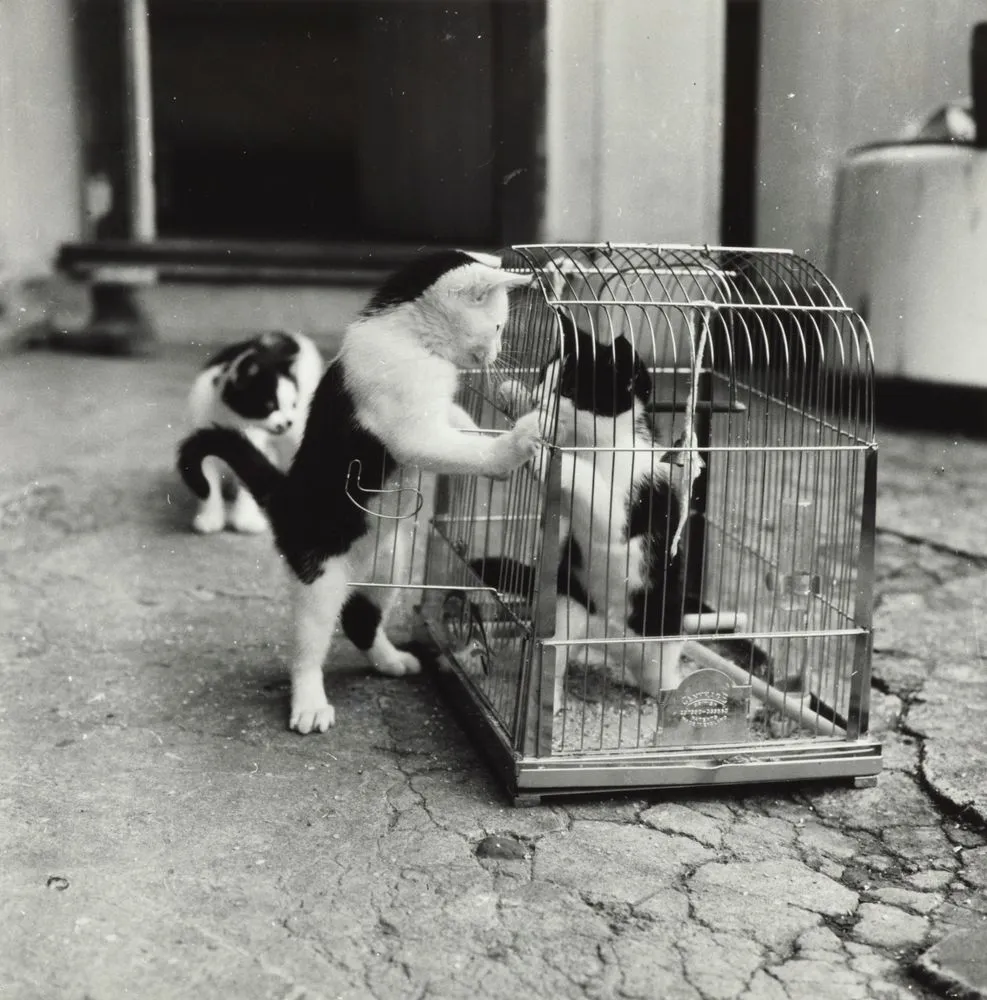 Cat in a cage, Waimamaku