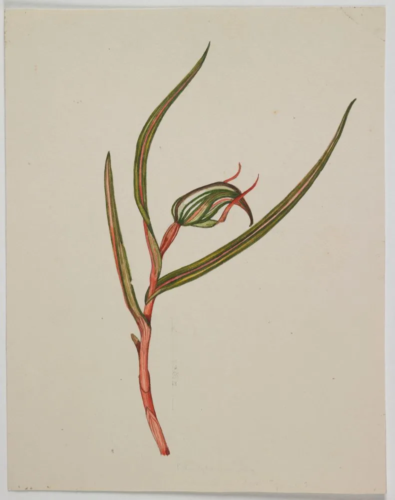 Orchidaceae - Pterostylis irsoniana