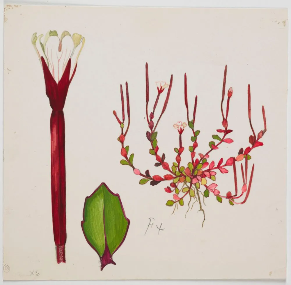 Onagraceae - Epilobium alsinoides subsp. atriplicifolium