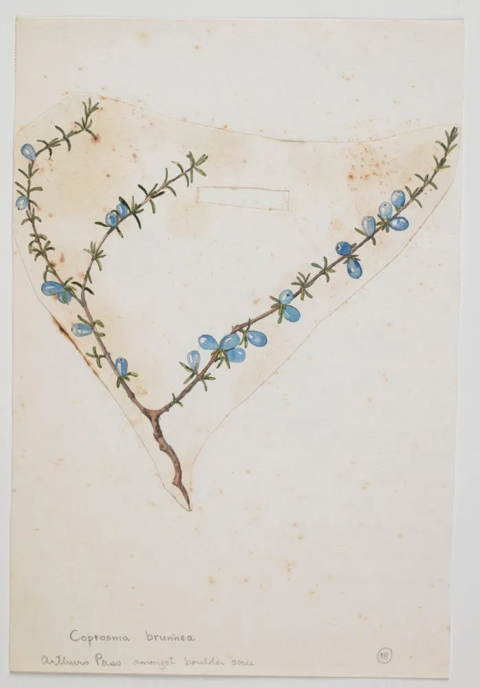 Watercolour illustration of Coprosma brunnea (family Rubiaceae) on Page 29 from “Mountain Flowers of New Zealand”