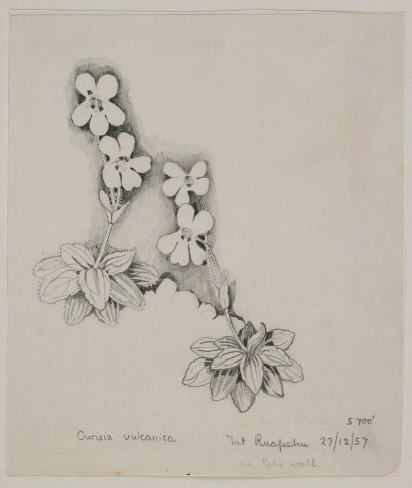 Scrophulariaceae - unnamed species