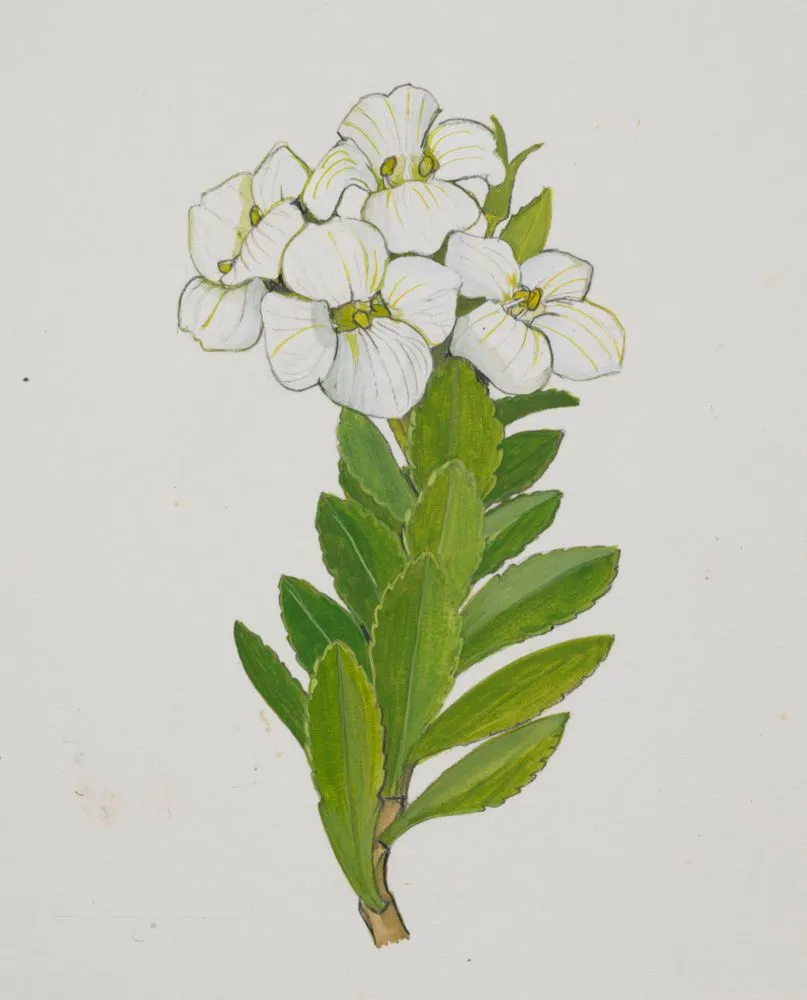 Scrophulariaceae - Hebe macrantha