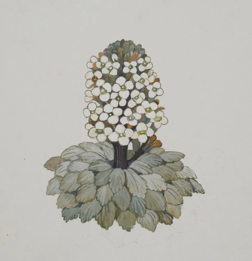 Watercolour illustration of the penwiper (Notothlaspi rosulatum), published on page 20 of 'Mountain Flowers in New Zealand'.