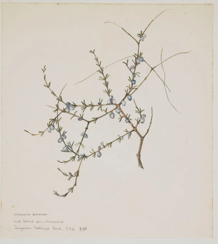 Rubiaceae - Coprosma brunnea