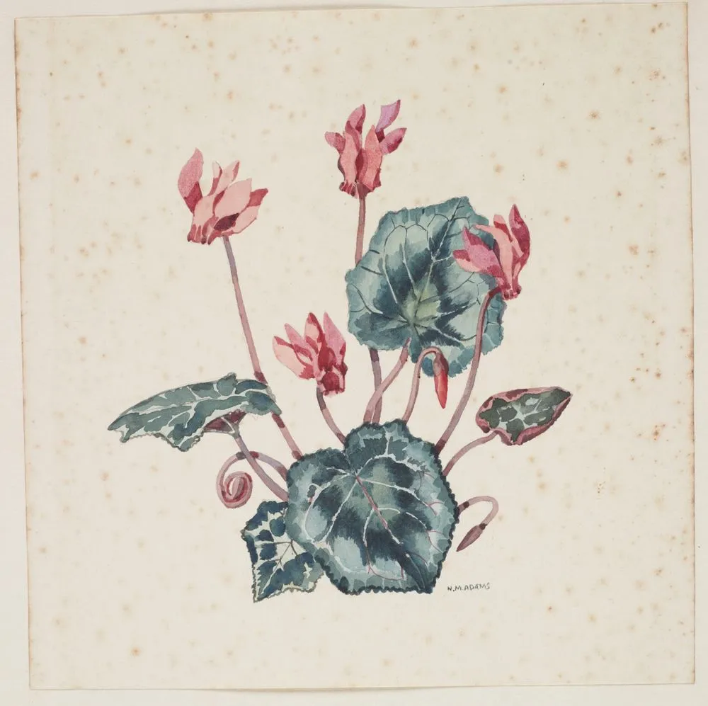 Primulaceae - Cyclamen neapolitanum