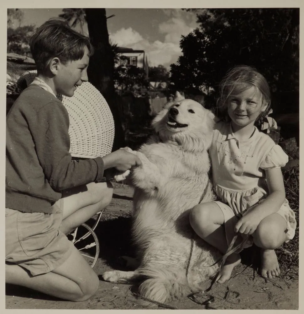 Begbie the dog, Northland