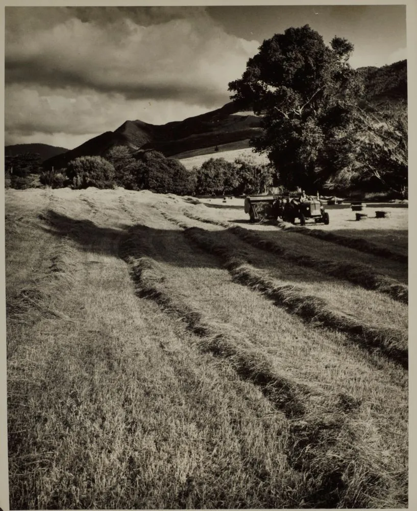 Combine harvestor at work on the Hook family farm, Waimamaku