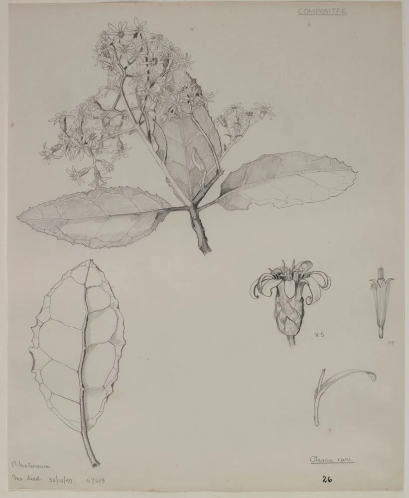 Asteraceae - Olearia rani