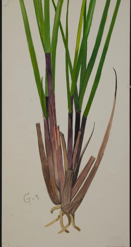 Poaceae - Chionochloa "flavescens"