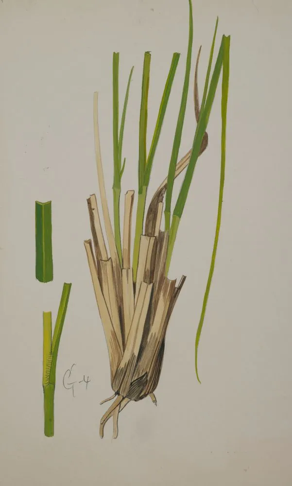 Poaceae - Chionochloa flavescens