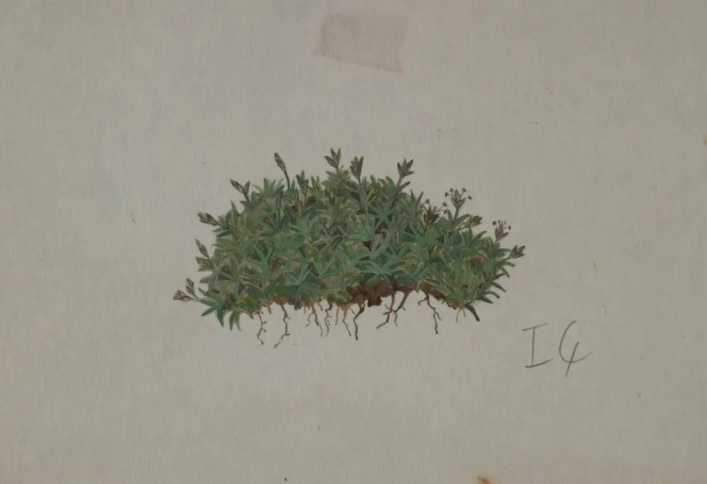 Poaceae - Poa pygmaea