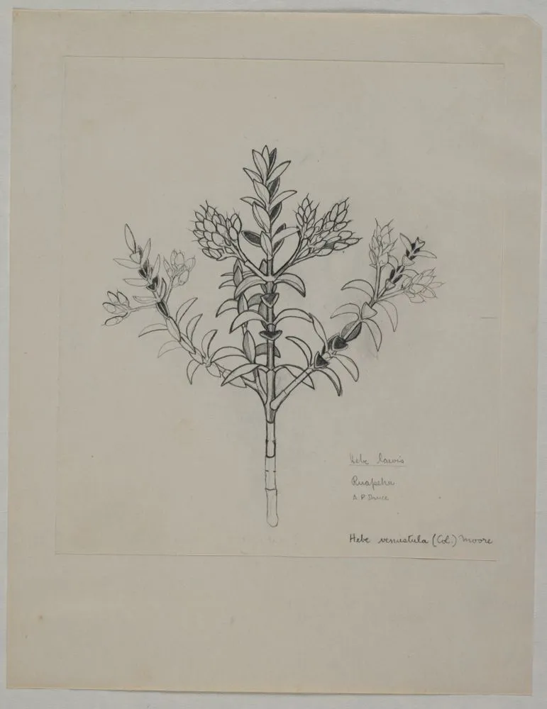 Scrophulariaceae - Hebe venustula