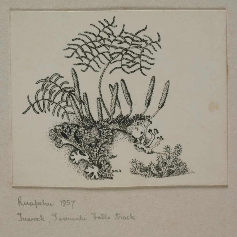 Glechinia, Lycopodium, lichens and moss