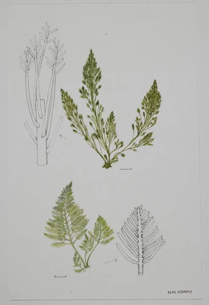 Watercolour illustration of the Bryopsis plumosa seaweed, Plate 9 from 'Seaweeds of New Zealand'