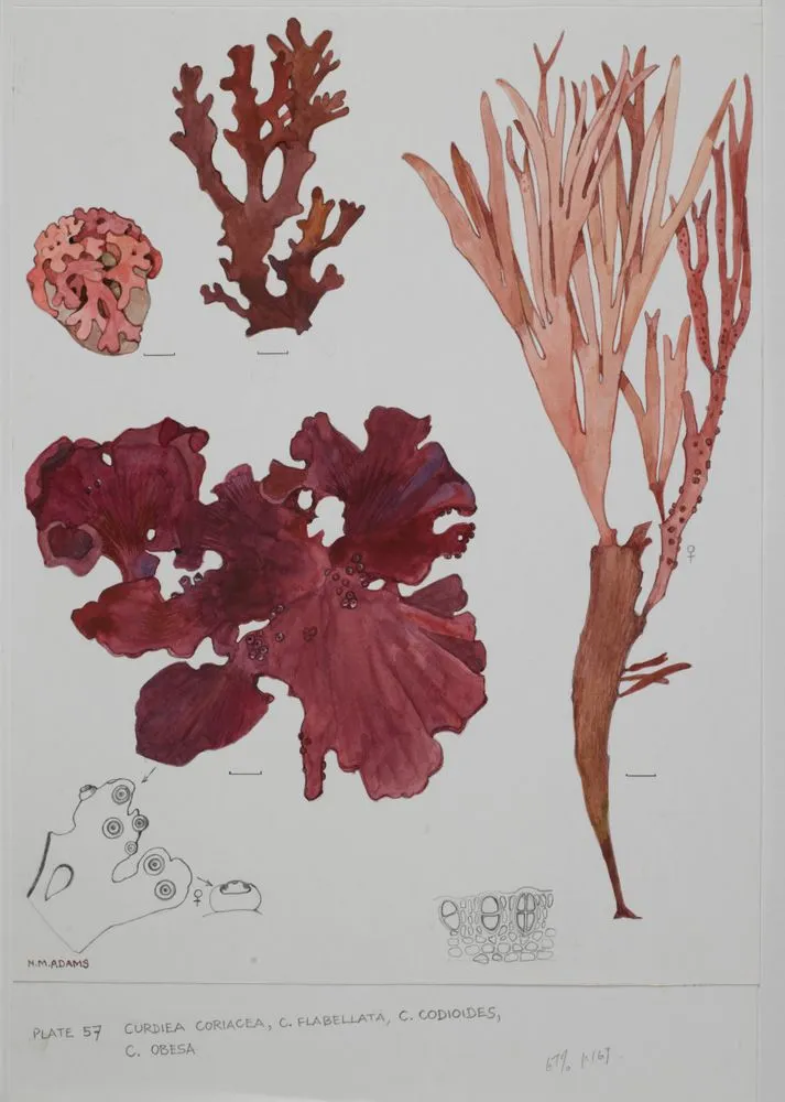 Watercolour illustration of Curdiea seaweed specimens, Plate 57 from 'Seaweeds of New Zealand'