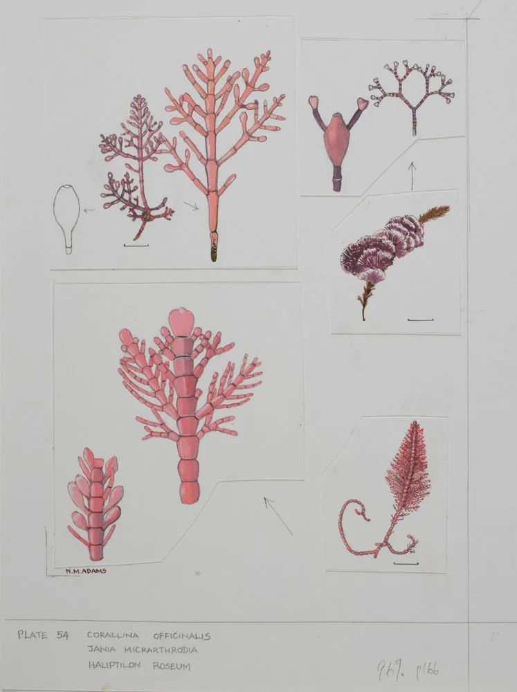 Watercolour illustration of seaweed specimens, Plate 54 from 'Seaweeds of New Zealand'