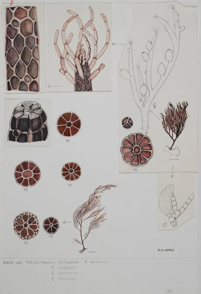Watercolour illustration of Polysiphonia seaweed specimens, Plate 110 from 'Seaweeds of New Zealand'