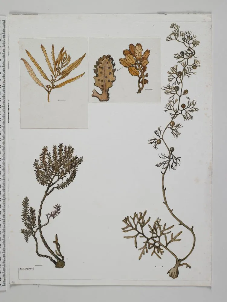 Watercolour illustration of the Sargassaceae, Plate 40 from 'Seaweeds of New Zealand'